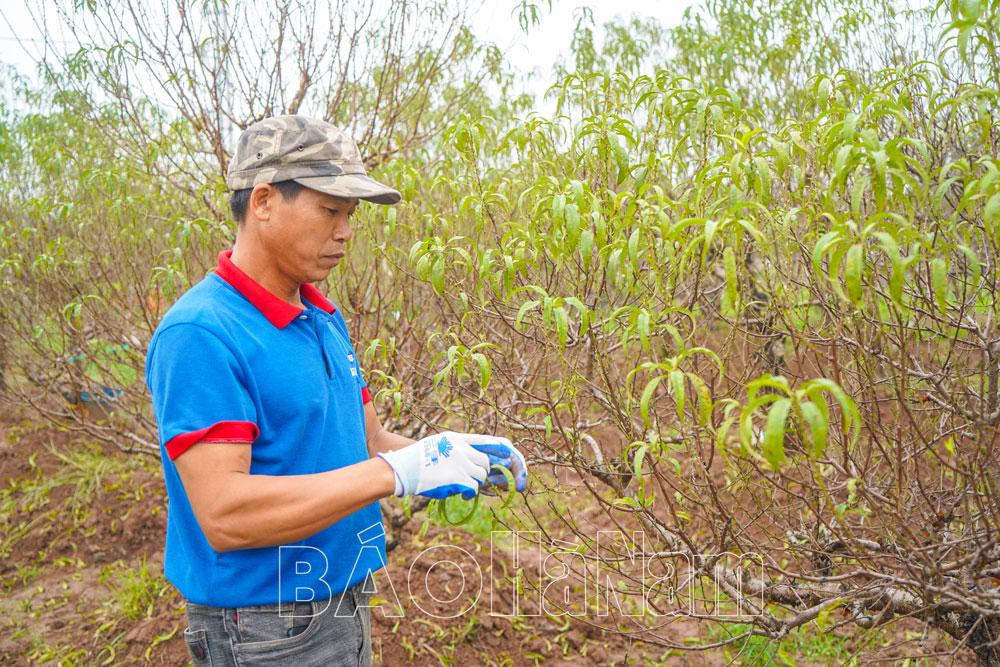 Phù Vân chuẩn bị cho vụ hoa Tết