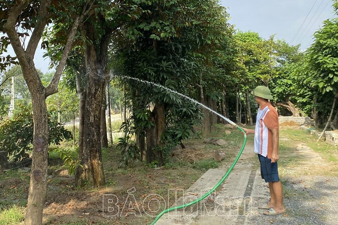 Làm giàu từ nghề ươm trồng cây bóng mát, cây công trình