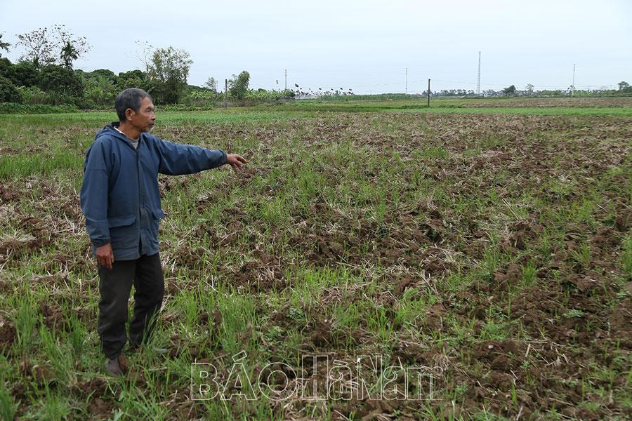 Chuẩn bị tốt các điều kiện sản xuất vụ lúa xuân 2023