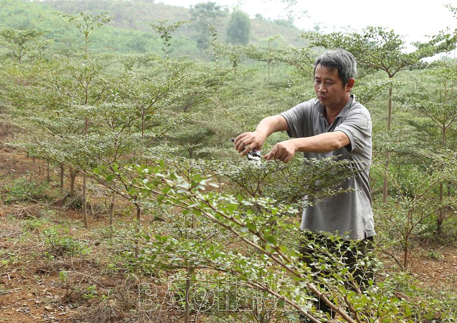 Đổi thay ở vùng đất đồi rừng tây Đáy