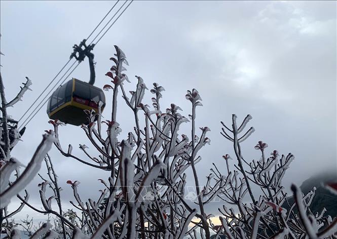 Nhiệt độ giảm sâu, băng giá, sương muối phủ trắng đỉnh Fansipan