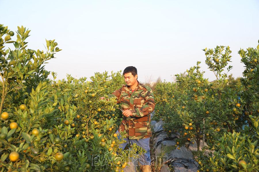 Làng hoa Phù Vân vào vụ Tết