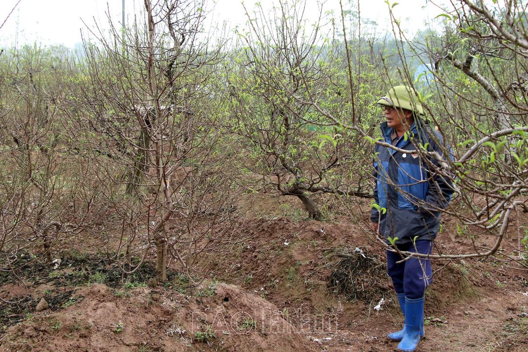 Đào Phù Vân vào Tết
