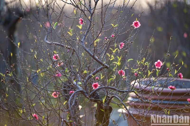 Lịch nghỉ lễ, Tết năm 2023