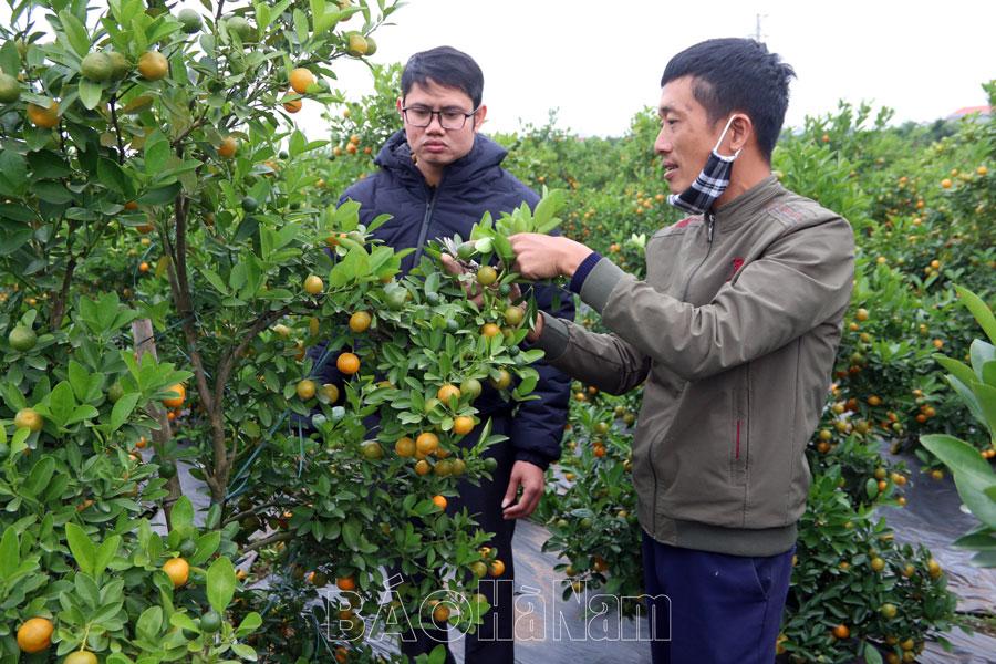 Hy vọng của người trồng quất cảnh