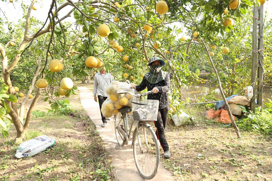 Vì sao giá bưởi Diễn xuống thấp?