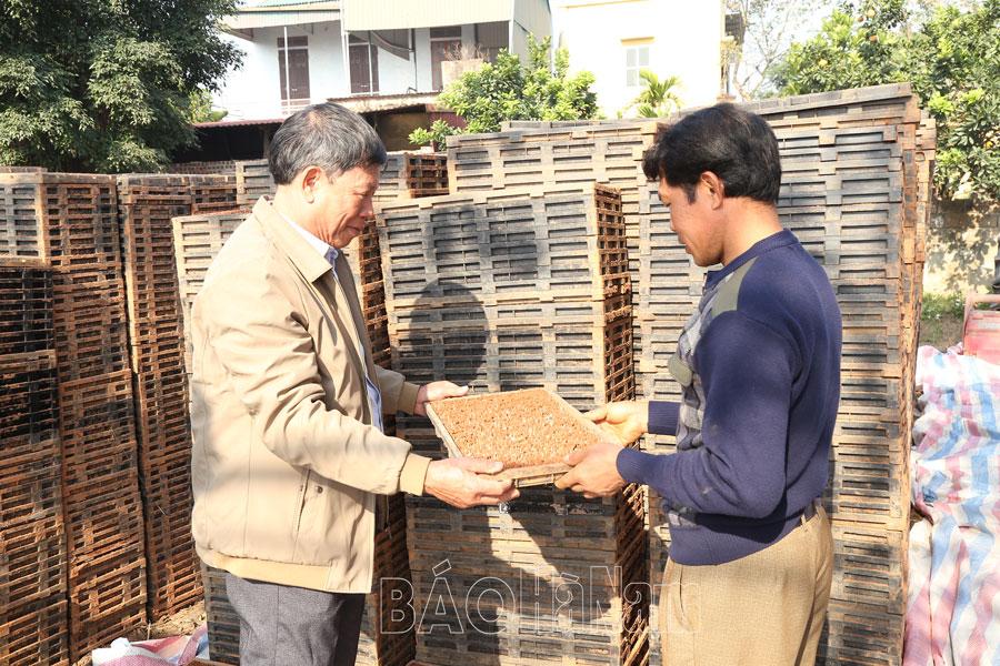 Lý Nhân tập trung sản xuất vụ lúa xuân 2023