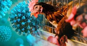 Campuchia ghi nhận cúm gia cầm H5N1 lan rộng