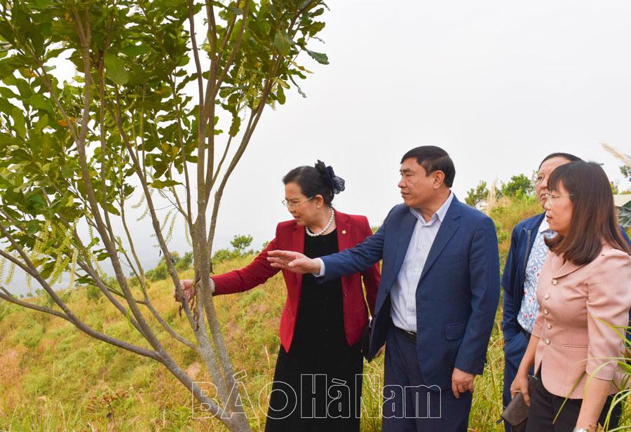 Đoàn công tác tỉnh Hà Nam tham quan mô hình trồng cây mắc ca tại tỉnh Điện Biên