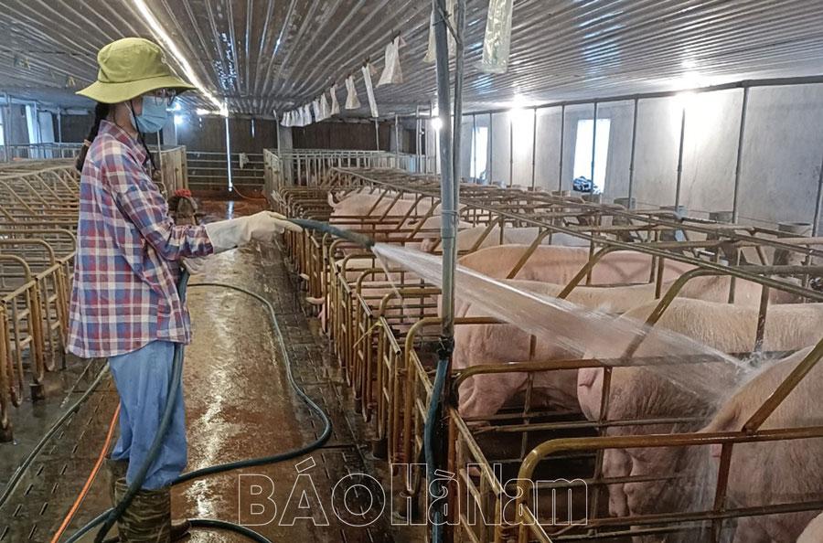 Duy trì đàn lợn hợp lý khi giá lợn hơi xuống thấp