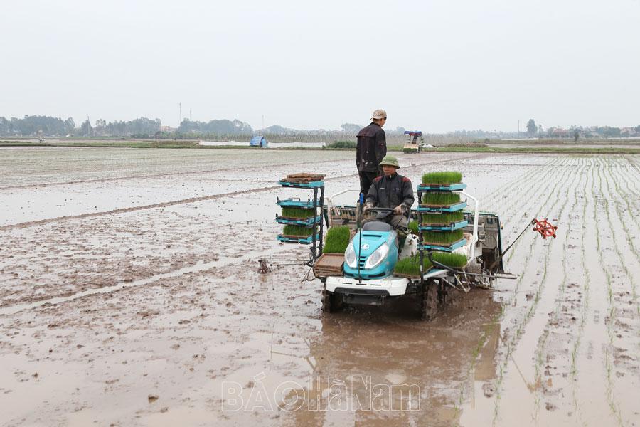 Chủ động diệt trừ lúa cỏ ngay từ đầu vụ
