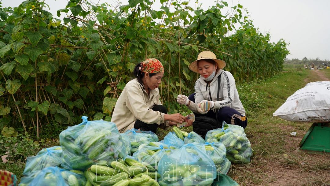 Được mùa dưa nếp, nông dân Hòa Hậu thu tiền tỷ vụ Xuân