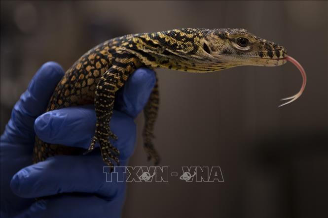 Năm con rồng Komodo chào đời trong sở thú ở Tây Ban Nha