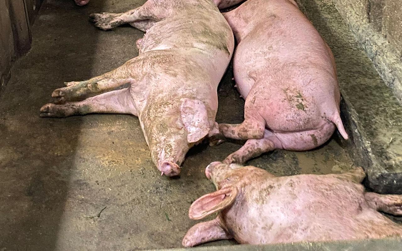 Vận chuyển lợn chết, một đối tượng ở xã Vũ Bản bị phạt 8 triệu đồng