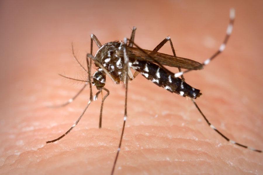 Các nhà khoa học nỗ lực phát triển bộ test nhanh dành cho bệnh sốt xuất huyết