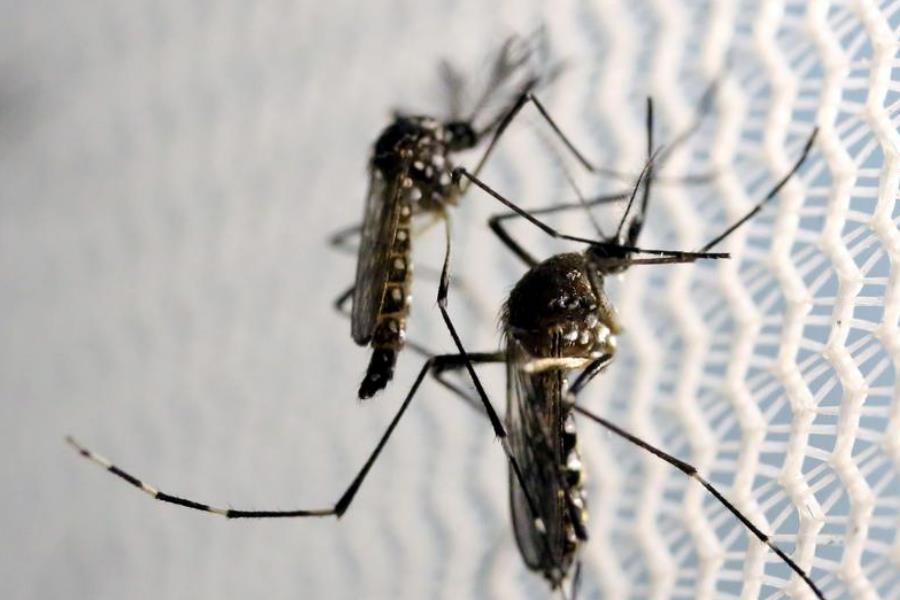 Argentina dùng bức xạ nguyên tử triệt sản muỗi để ngừa sốt xuất huyết