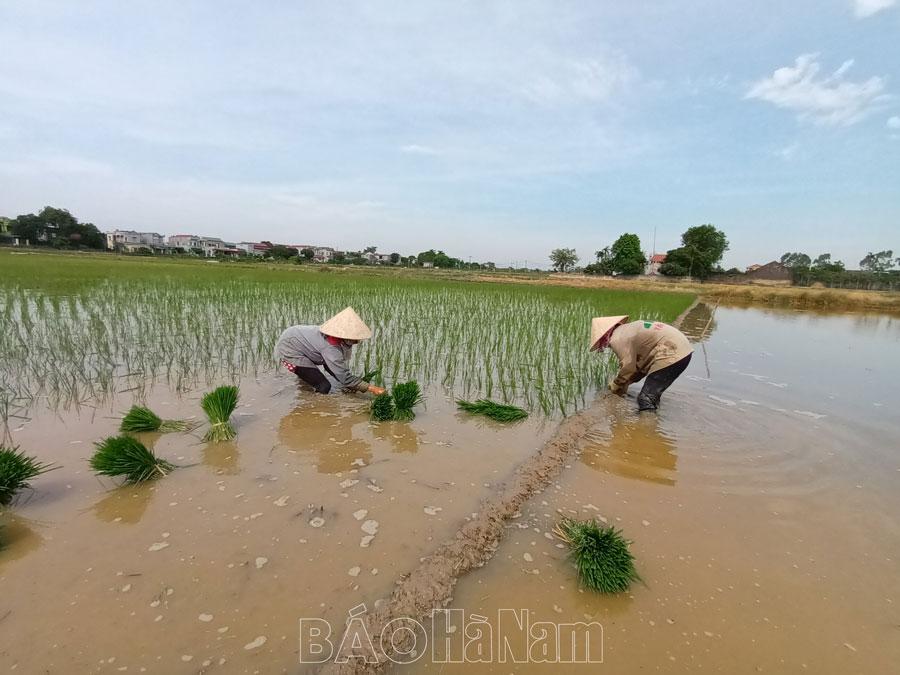 Cấy mùa - Bao nỗi vất vả lặng thầm