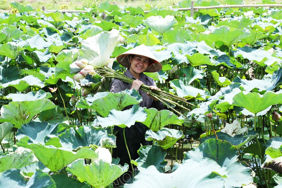 Trồng sen kết hợp du lịch sinh thái ở Phù Vân