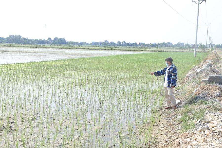 Gỡ khó cho mở rộng sản xuất lúa hữu cơ