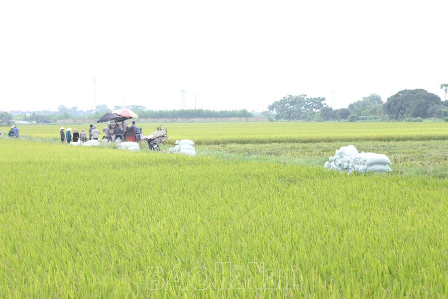 Đẩy mạnh liên kết sản xuất và tiêu thụ lúa hàng hóa