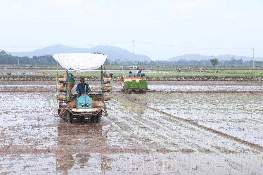 Vai trò các tổ hợp tác, hợp tác xã trong mở rộng diện tích lúa cấy bằng máy