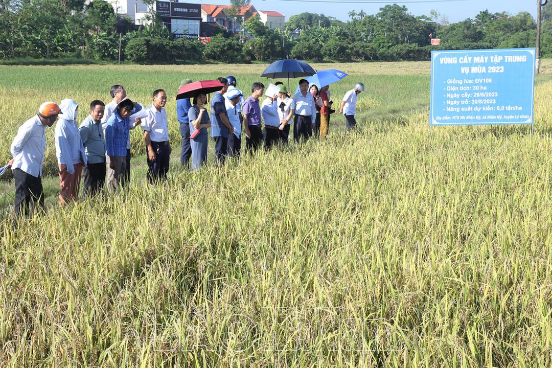 Tổng kết Đề án “Phát triển dịch vụ mạ khay, cấy máy tỉnh Hà Nam giai đoạn 2020 – 2023”:Lúa cấy máy cho giá trị cao hơn các phương pháp gieo cấy khác từ 7 – 10 triệu đồng/ha