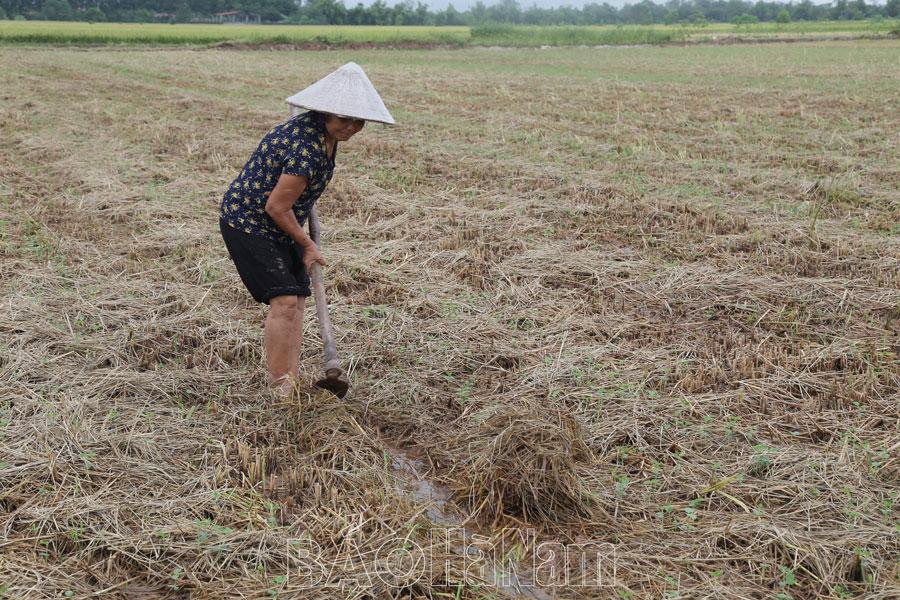 Hợp Lý tập trung sản xuất cây đậu tương vụ đông