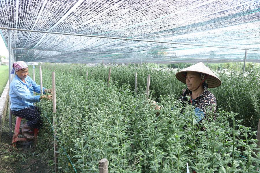 Nông dân trồng hoa vào vụ cuối năm