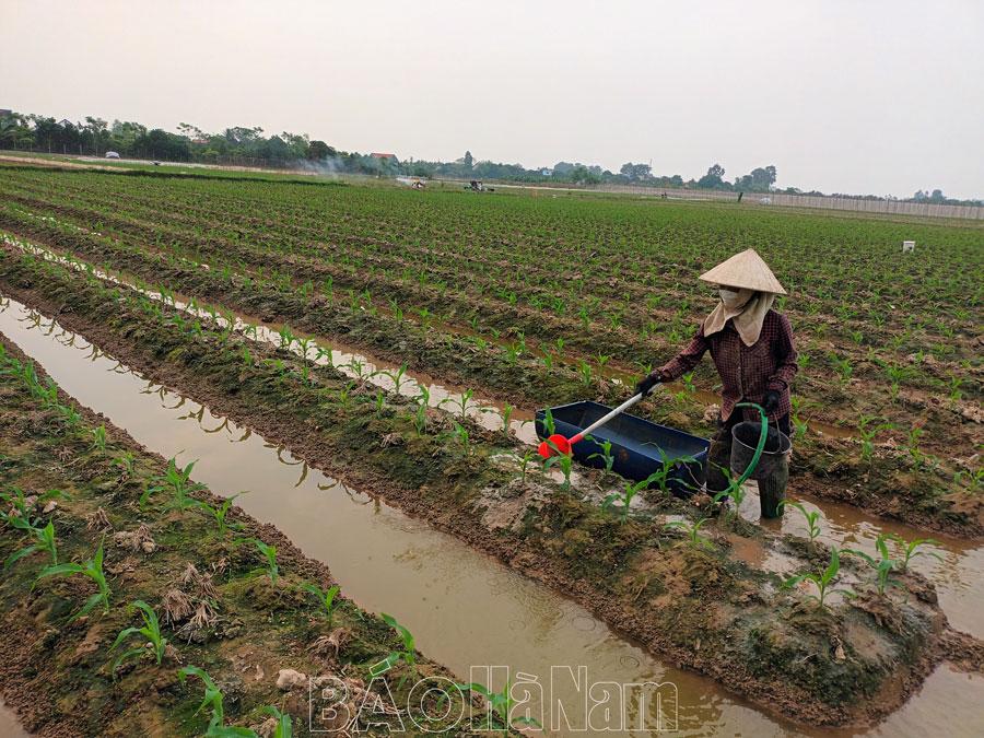 Lý Nhân tập trung sản xuất vụ đông