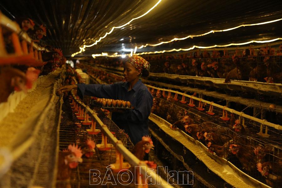 Chủ động phòng, chống dịch bệnh cho đàn vật nuôi