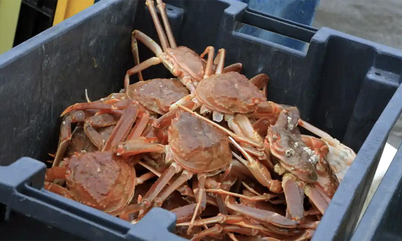 Hàng tỷ con cua tuyết Alaska biến mất