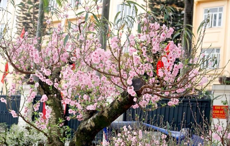 Chỉ thị của Ban Bí thư về việc tổ chức Tết Giáp Thìn năm 2024