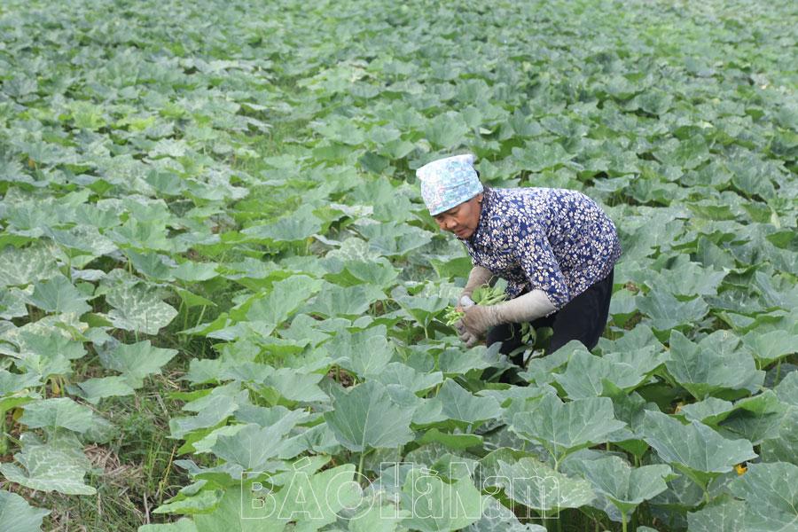 An Ninh đẩy mạnh phát triển cây trồng hàng hóa vụ đông