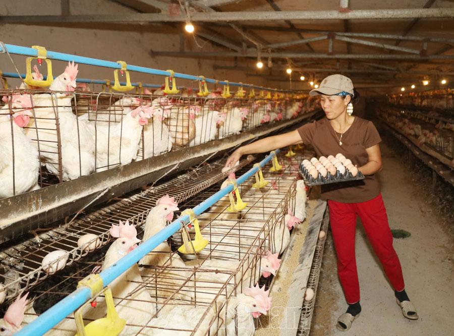 Nhân rộng CLB “Hộ nông dân sản xuất, kinh doanh giỏi”