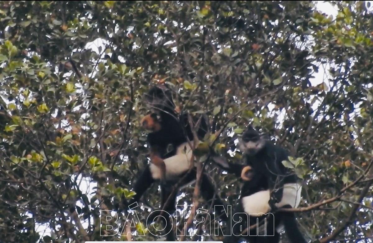 Hội thảo “Xác định những thách thức và cơ hội trong bảo tồn dài hạn loài Vọoc mông trắng”