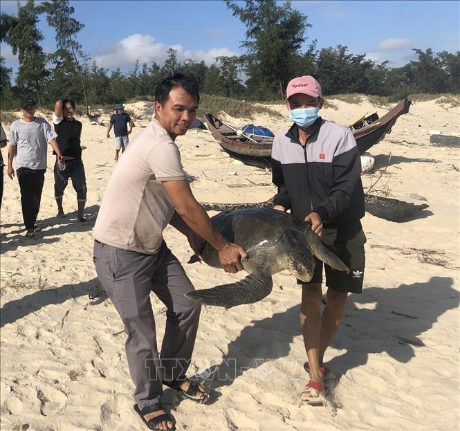 Kịp thời cứu hộ rùa biển quý hiếm nặng 40kg