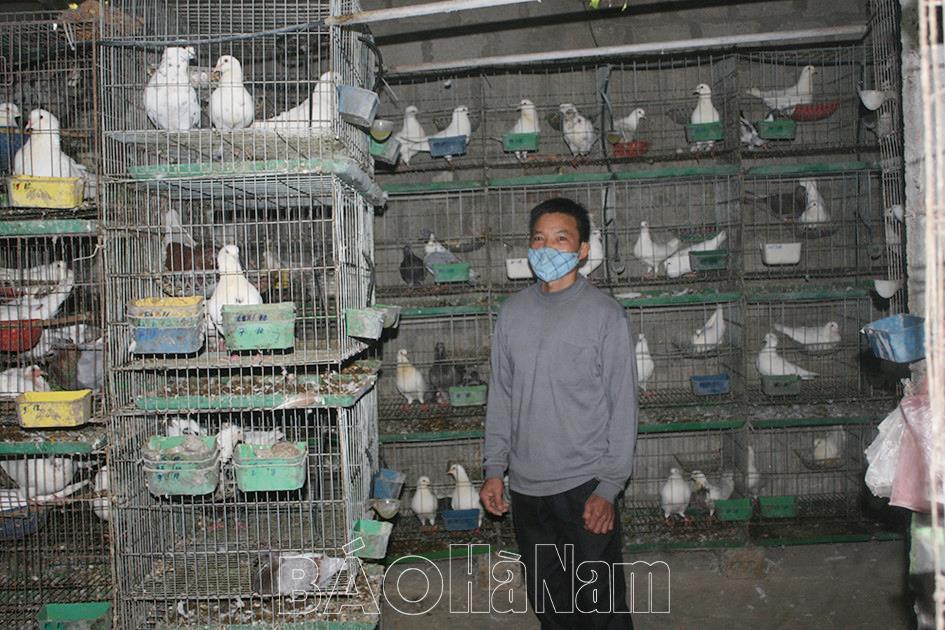 Hiệu quả mô hình nuôi chim bồ câu Pháp ở Tiên Ngoại