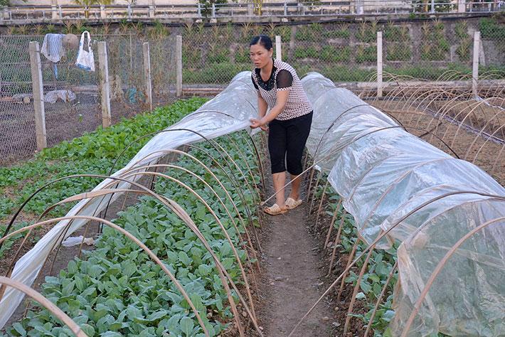 Phòng, chống rét đậm, rét hại cho cây trồng, vật nuôi