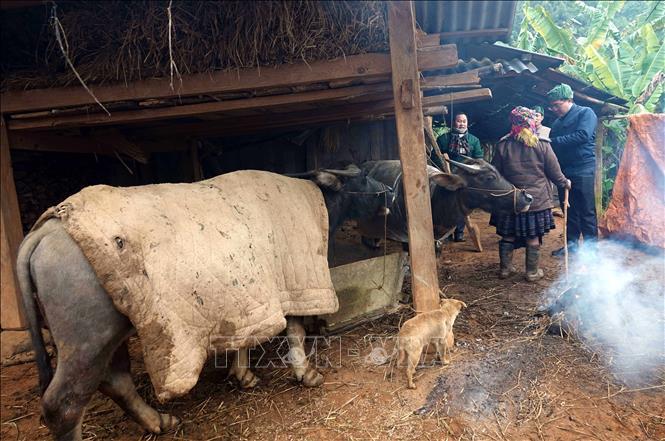 Thủ tướng Chính phủ chỉ đạo chủ động phòng, chống rét đậm, rét hại kéo dài