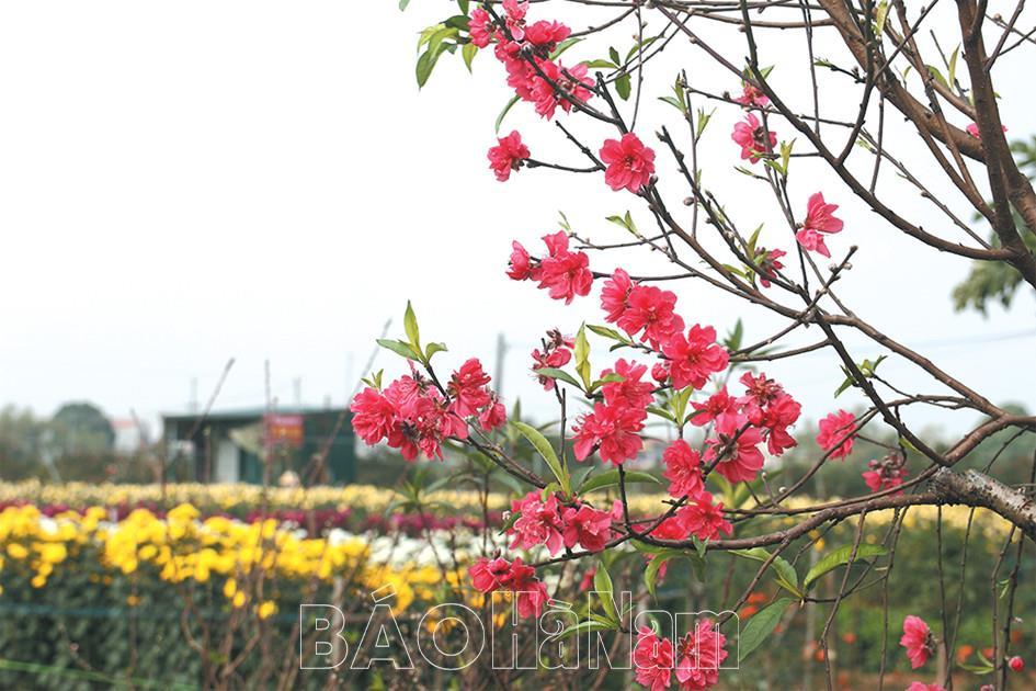 Đào thắm Xuân về