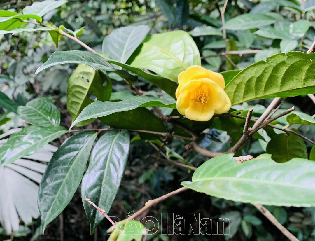 Thảo luận “Nâng cao nhận thức về cây chè hoa vàng và giới thiệu các loại cây đang bị đe dọa tại rừng Kim Bảng”