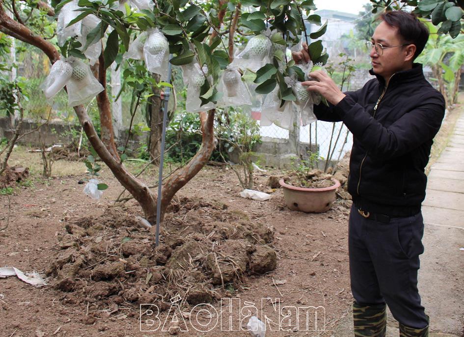 Hiệu quả mô hình vườn cây đa canh theo hướng hữu cơ