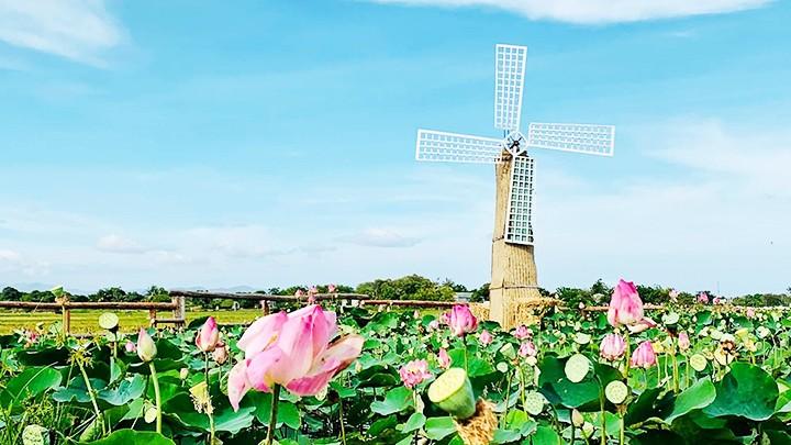 Sắc sen giữa vùng đất Chăm