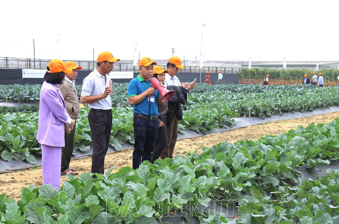 Tham quan, đánh giá một số giống rau, củ, quả mới
