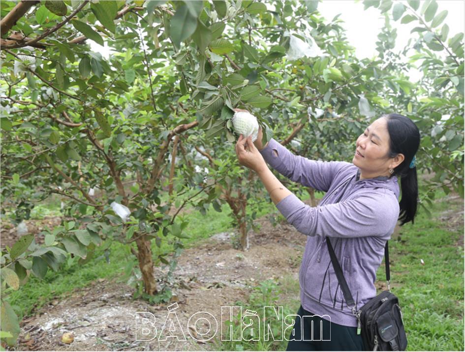 Hiệu quả mô hình sản xuất cây ăn quả chuyển đổi từ đất lúa