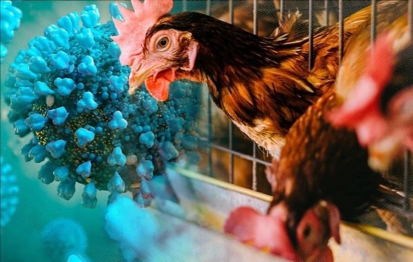 Bệnh cúm gia cầm A(H9) nguy hiểm như thế nào?