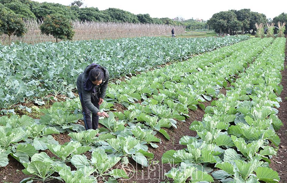 Lý Nhân khai thác hiệu quả vùng đất bãi ven sông