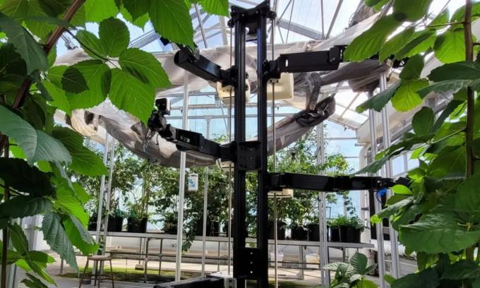 Robot thụ phấn 6 tay hoạt động trong nhà kính