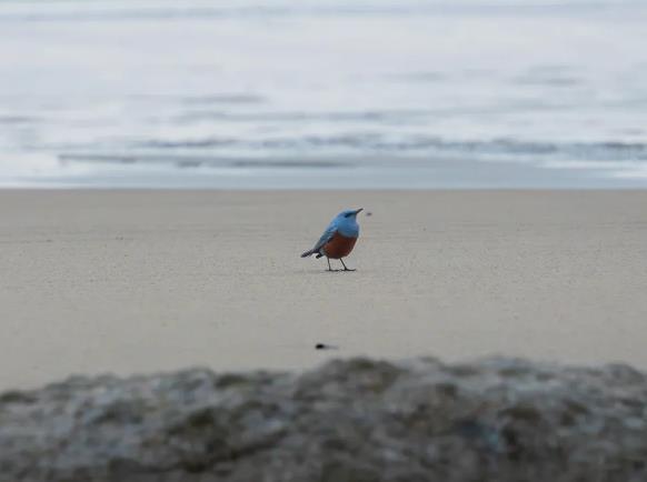 Tình cờ chụp được ảnh loài chim quý, nhiếp ảnh gia nghiệp dư bỗng thành sao