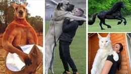 Những con vật ‘đô con’ nhất thế giới